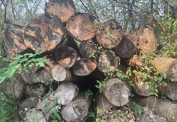 一批涉案木材網絡拍賣公告（2）